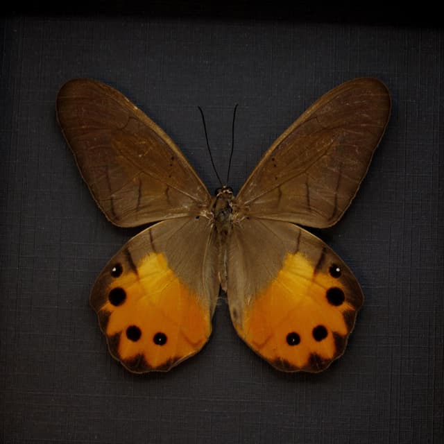 Real yellow butterfly framed taxidermy - Pierella hyceta