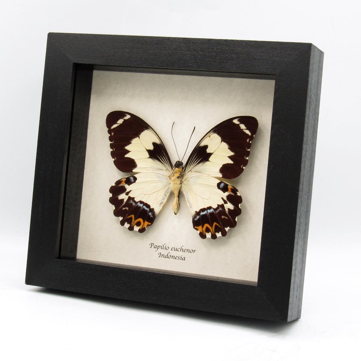 Real butterfly framed taxidermy - Papilio euchenor - XL