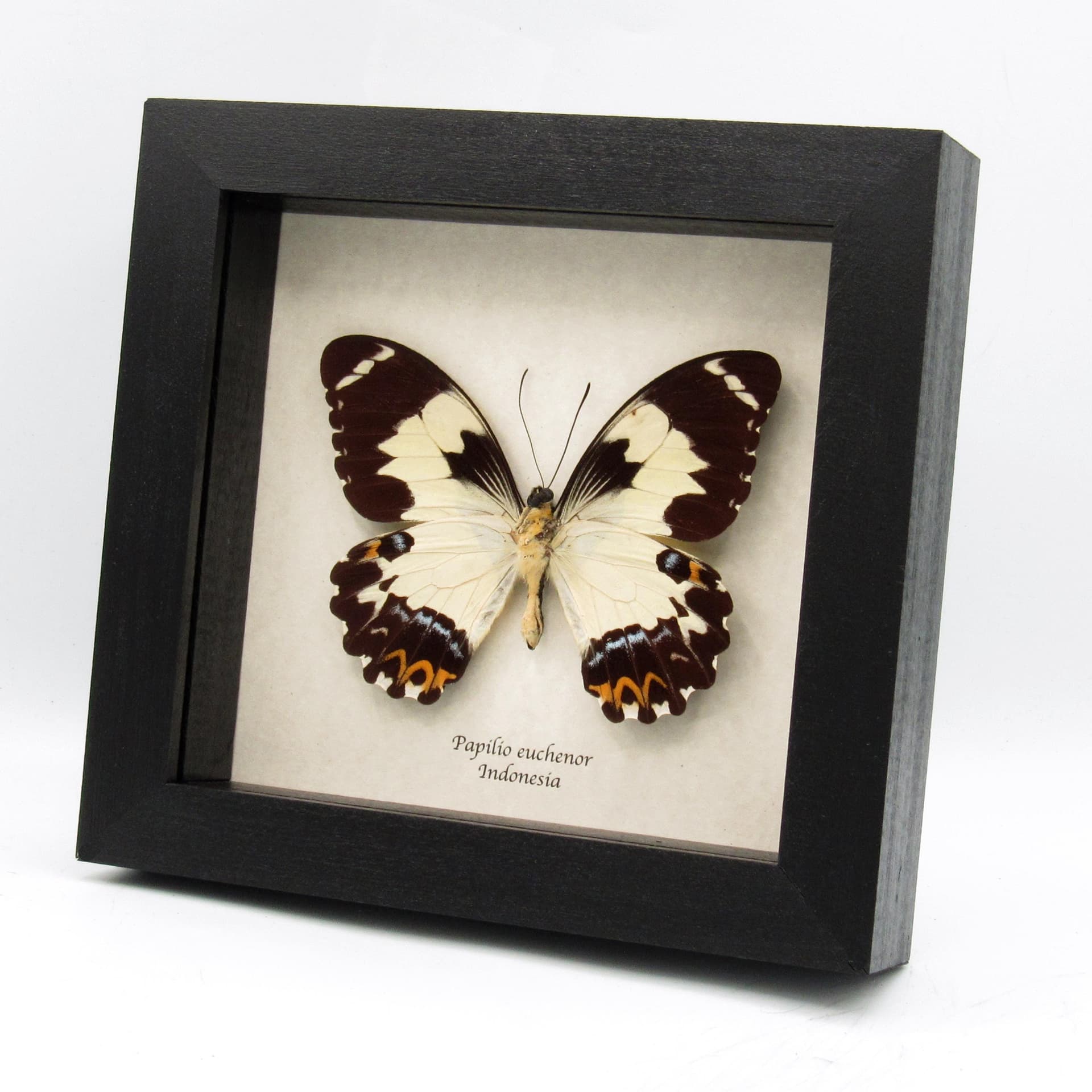 Real butterfly framed taxidermy - Papilio euchenor - XL