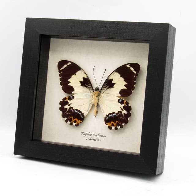 Real butterfly framed taxidermy - Papilio euchenor - XL