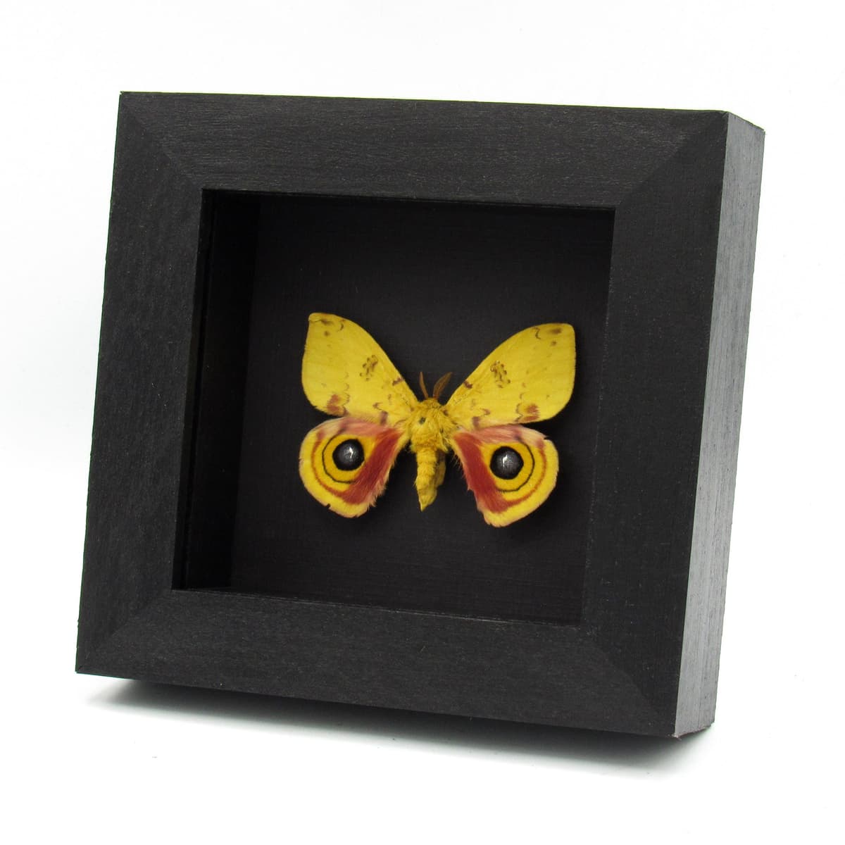 Real yellow Io moth framed taxidermy - Automeris io