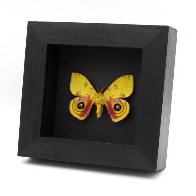 Real yellow Io moth framed taxidermy - Automeris io