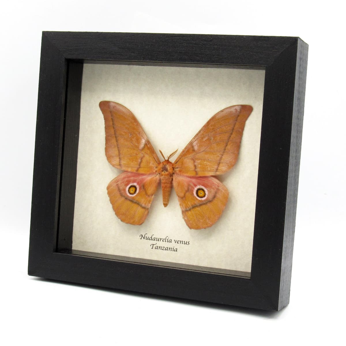 Rare Giant Emperor moth framed taxidermy - Nudaurelia venus