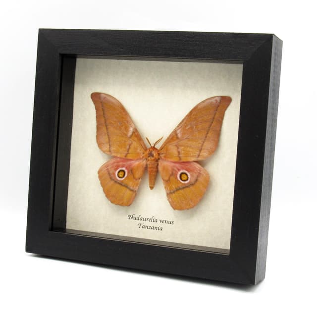 Rare Giant Emperor moth framed taxidermy - Nudaurelia venus