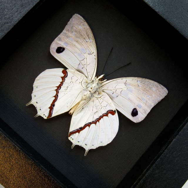 Real butterfly framed taxidermy - Charaxes hadrianus