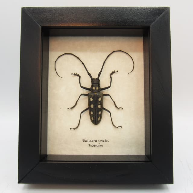 Real long horn beetle framed taxidermy - Batocera species