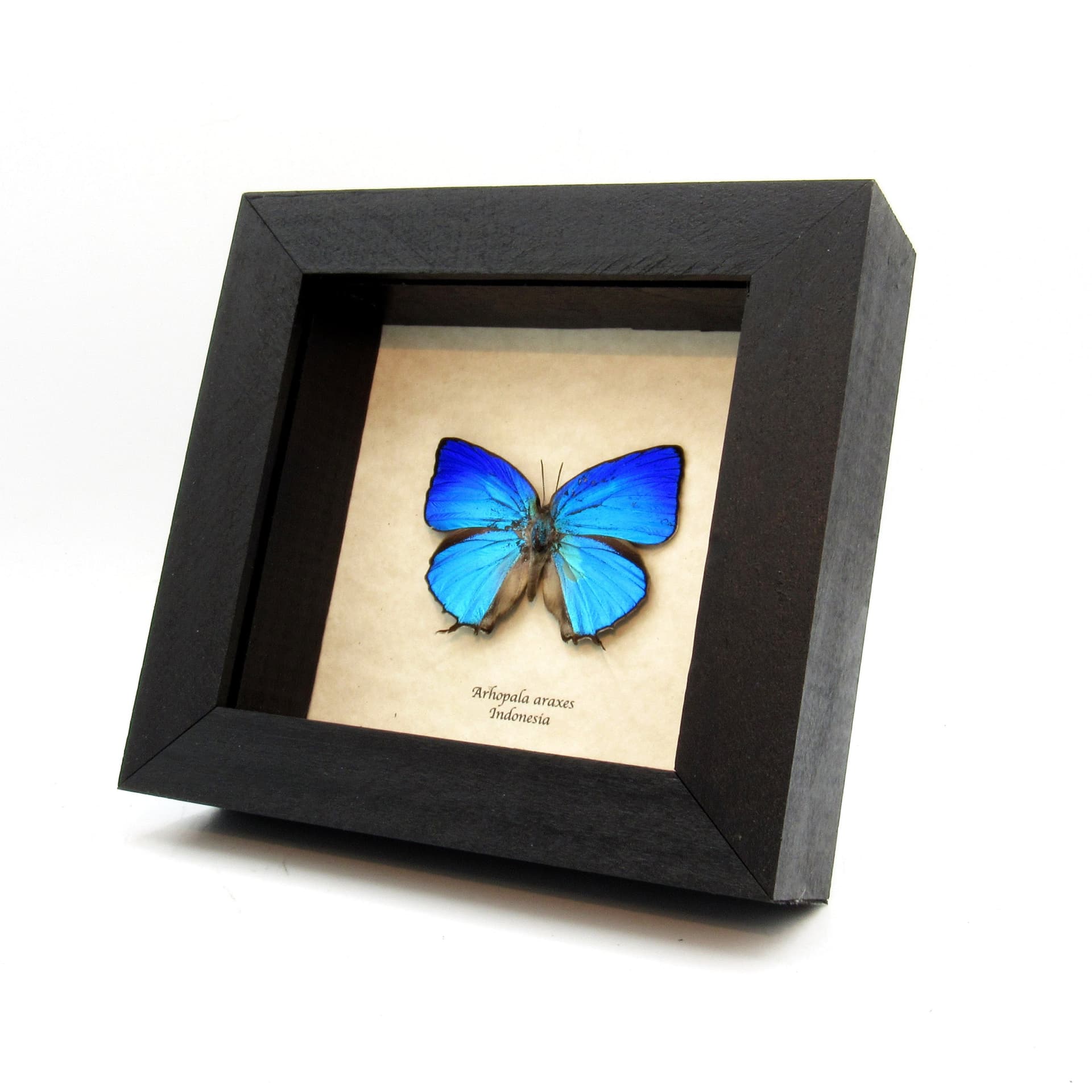 Real iridescent blue Hairstreak butterfly framed taxidermy - Arhopala araxes