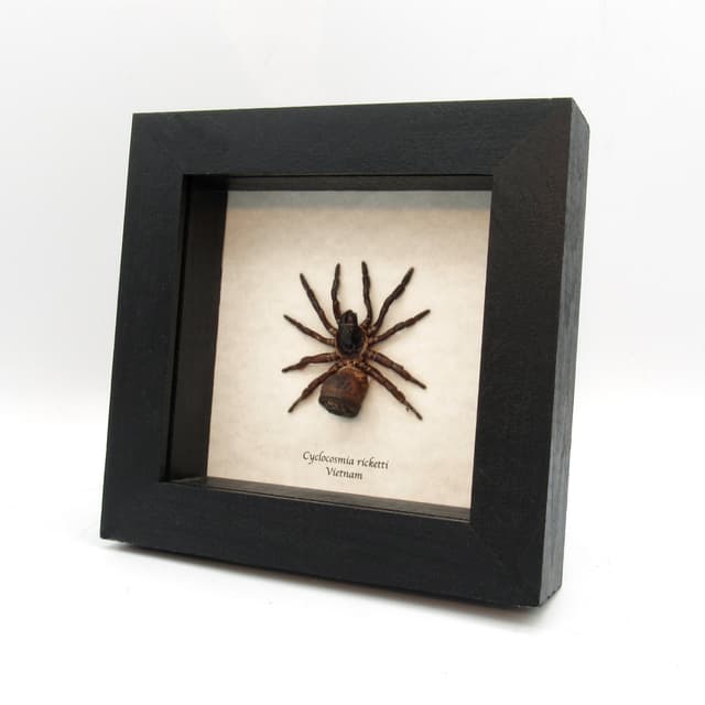 Real Chinese Hourglass Trapdoor Spider framed taxidermy - Cyclocosmia ricketti