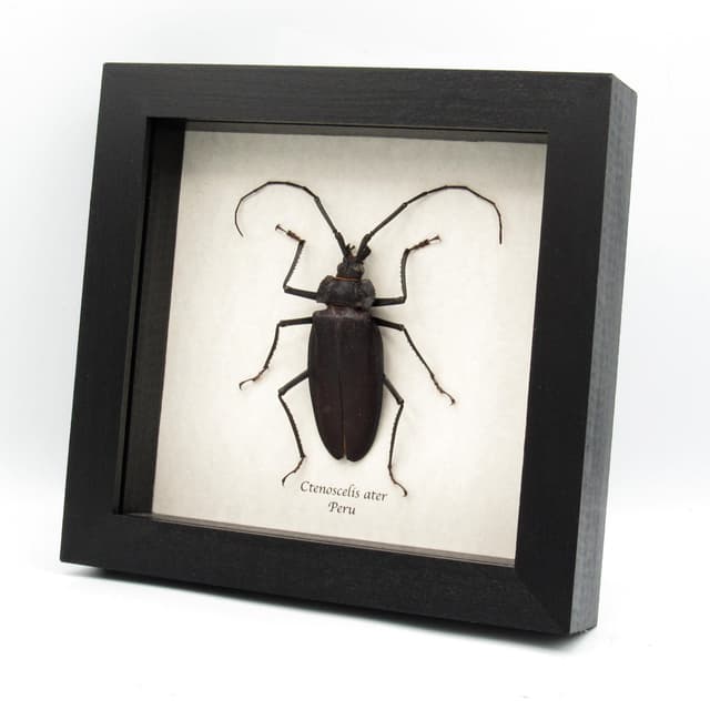 Rare Giant Longhorn beetle framed taxidermy - Ctenoscelis ater - female