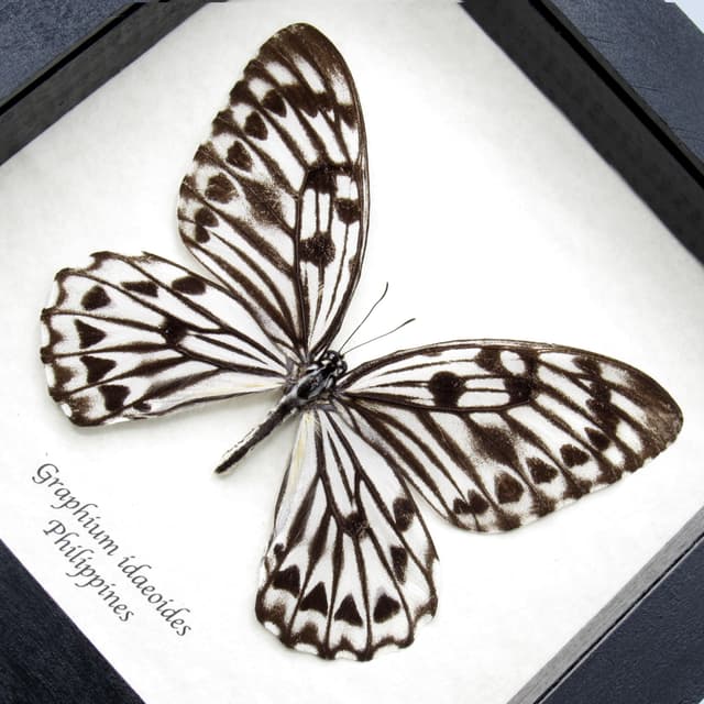 Very rare giant Graphium butterfly specimen - Graphium idaeoides