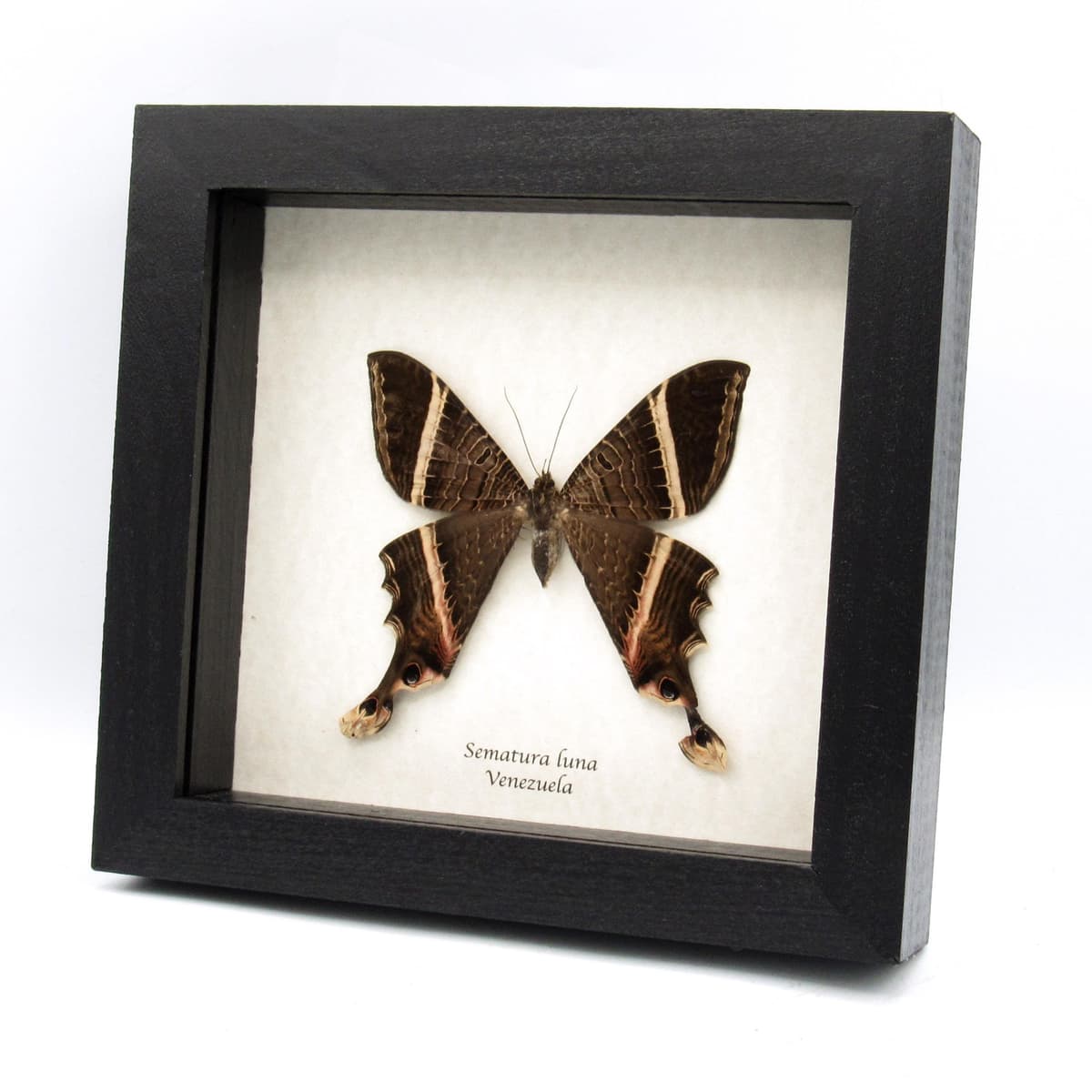 Rare Swallowtail moth framed taxidermy - Sematura luna - XL female