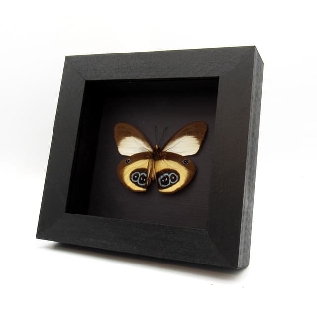 Real Owl butterfly framed taxidermy - Taenaris bioculatus