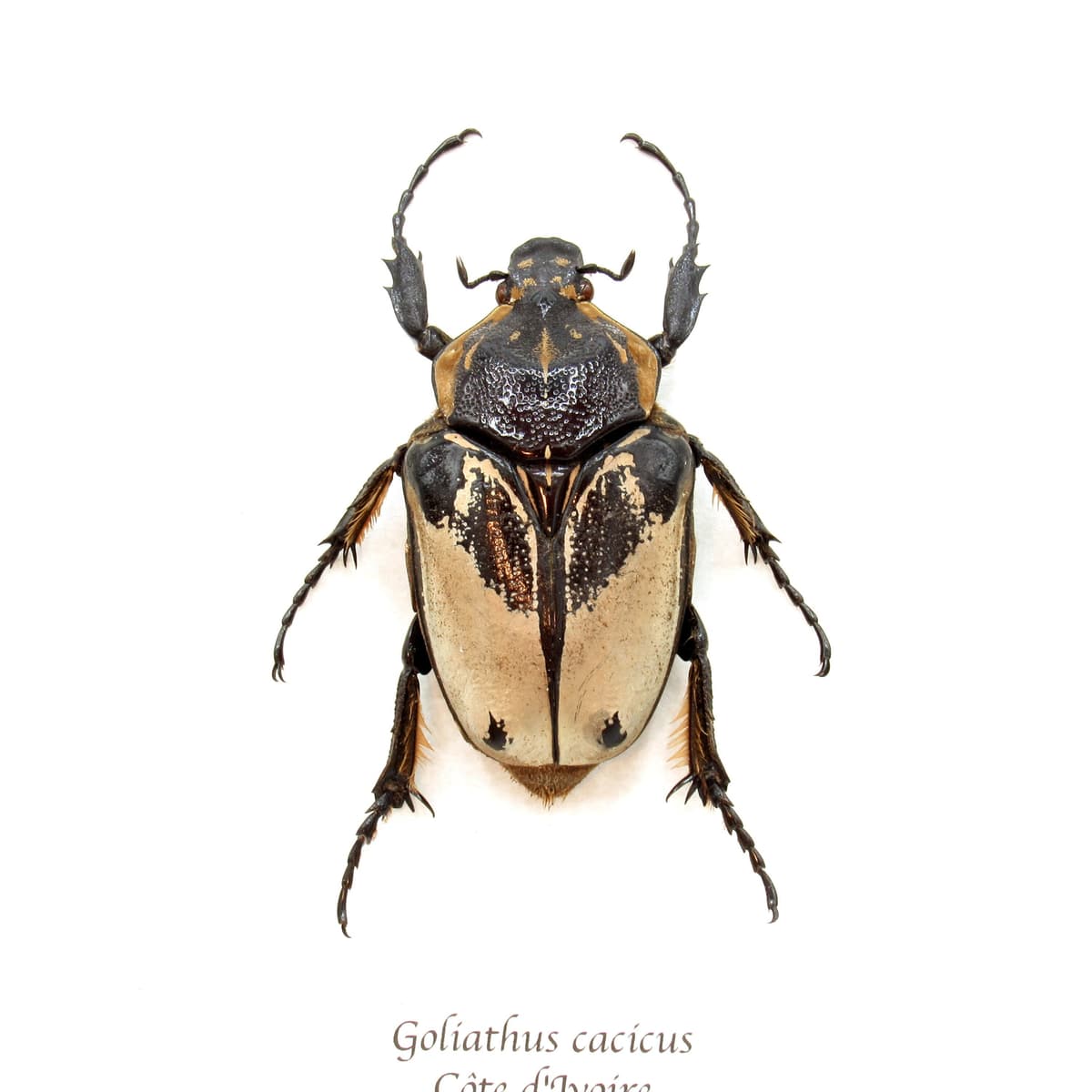 Rare Chief Goliath beetle framed taxidermy - Goliathus cacicus - large female