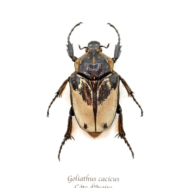 Rare Chief Goliath beetle framed taxidermy - Goliathus cacicus - large female