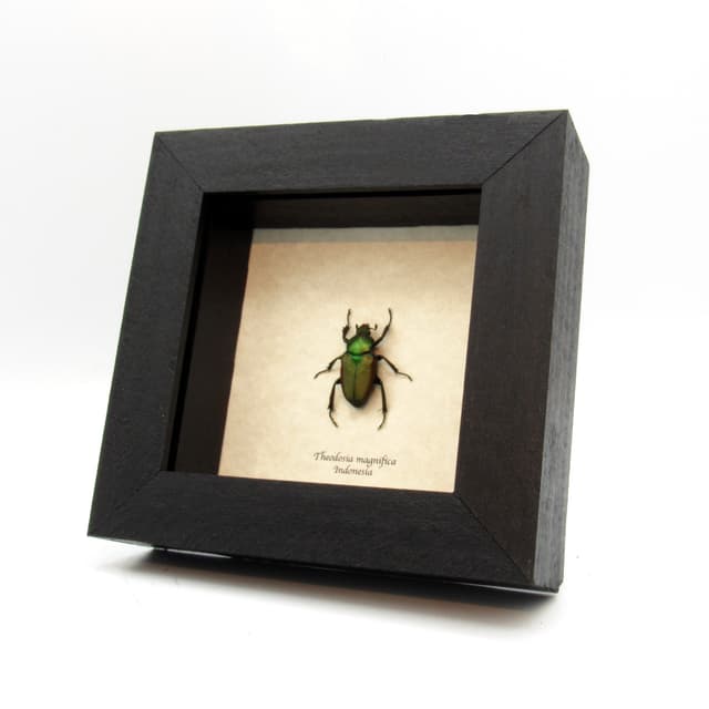 Rare metallic green Scarab beetle framed taxidermy - Theodosia magnifica - female
