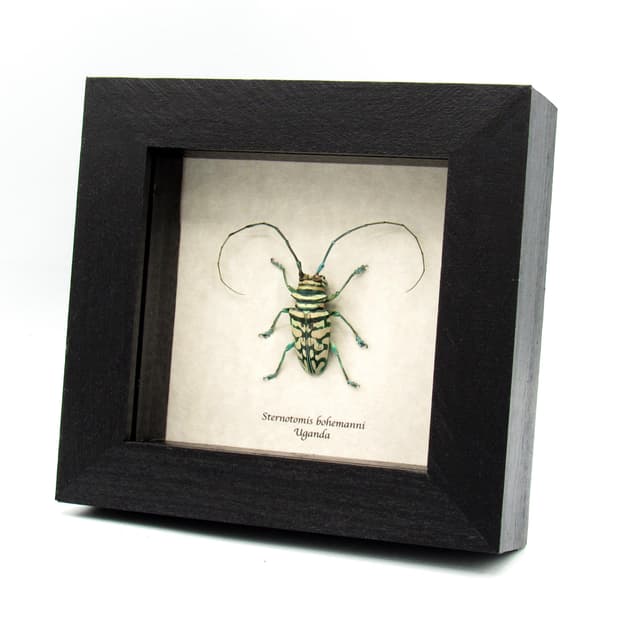 Real framed iridescent blue Longhorn beetle taxidermy - Sternotomis bohemanni