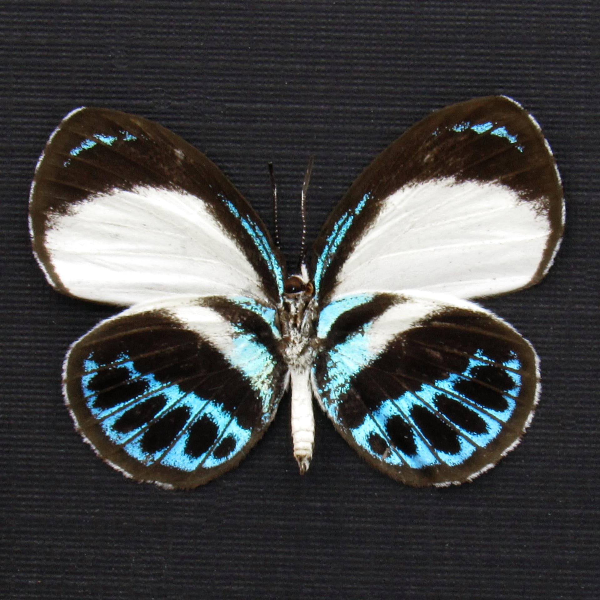 Real blue butterfly framed taxidermy - Danis species - female