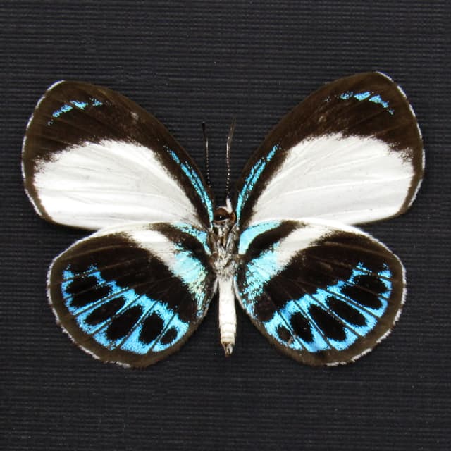 Real blue butterfly framed taxidermy - Danis species - female