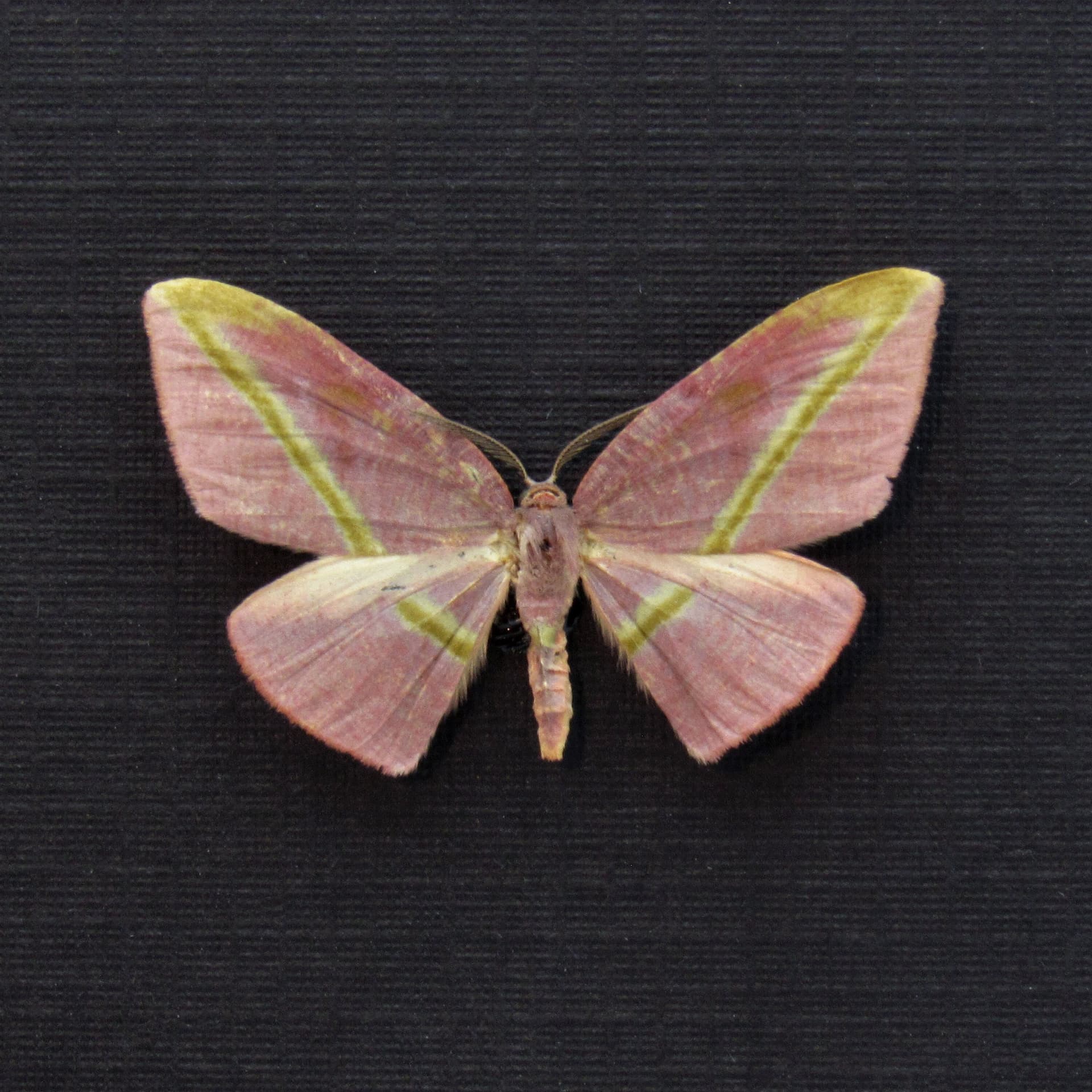 Real tiny mauve Geometer moth framed taxidermy - Hypochrosis iris