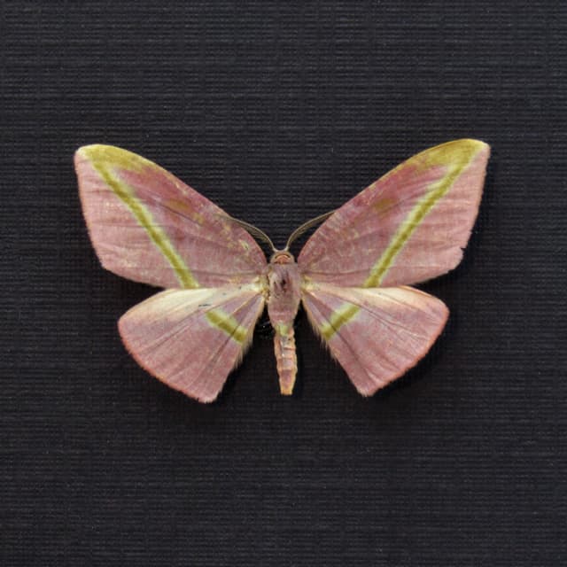 Real tiny mauve Geometer moth framed taxidermy - Hypochrosis iris