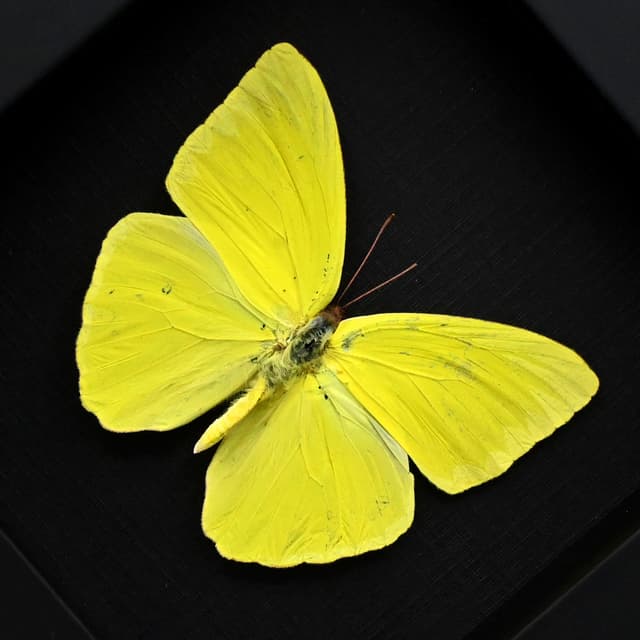 Real yellow Cloudless Sulphur butterfly framed taxidermy - Phoebis sennae