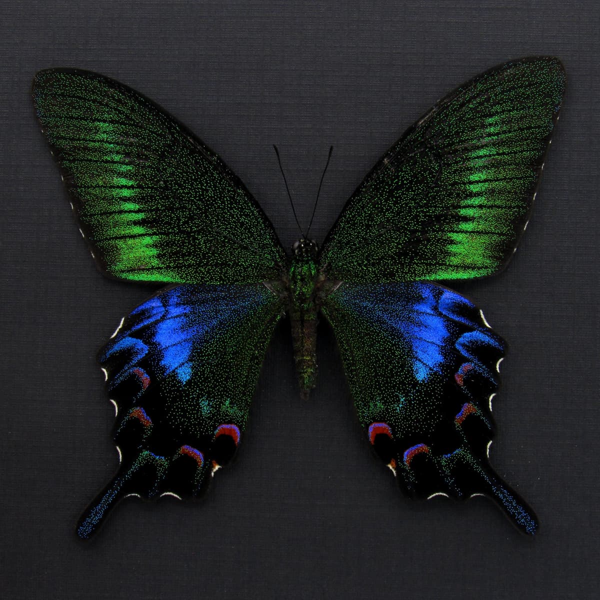 Rare black Peacock butterfly framed taxidermy - Papilio bianor kotoensis - female