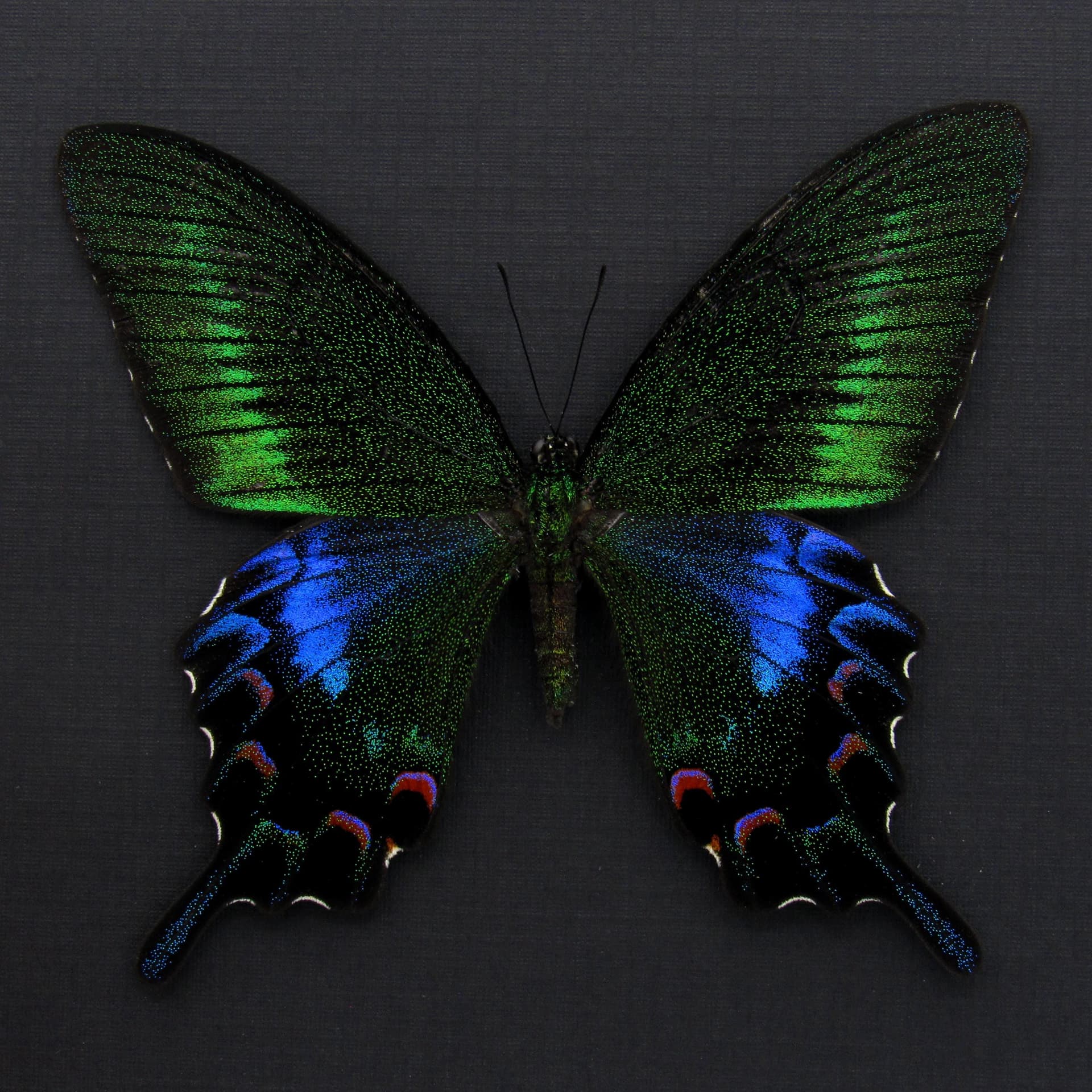 Rare black Peacock butterfly framed taxidermy - Papilio bianor kotoensis - female