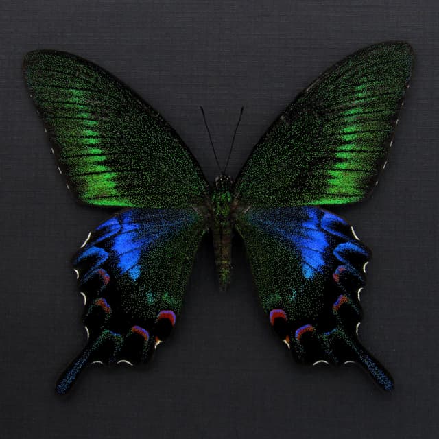 Rare black Peacock butterfly framed taxidermy - Papilio bianor kotoensis - female
