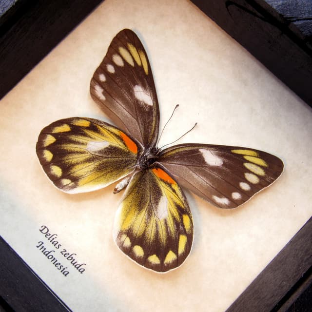 Real butterfly framed taxidermy - Delias zebuda - female