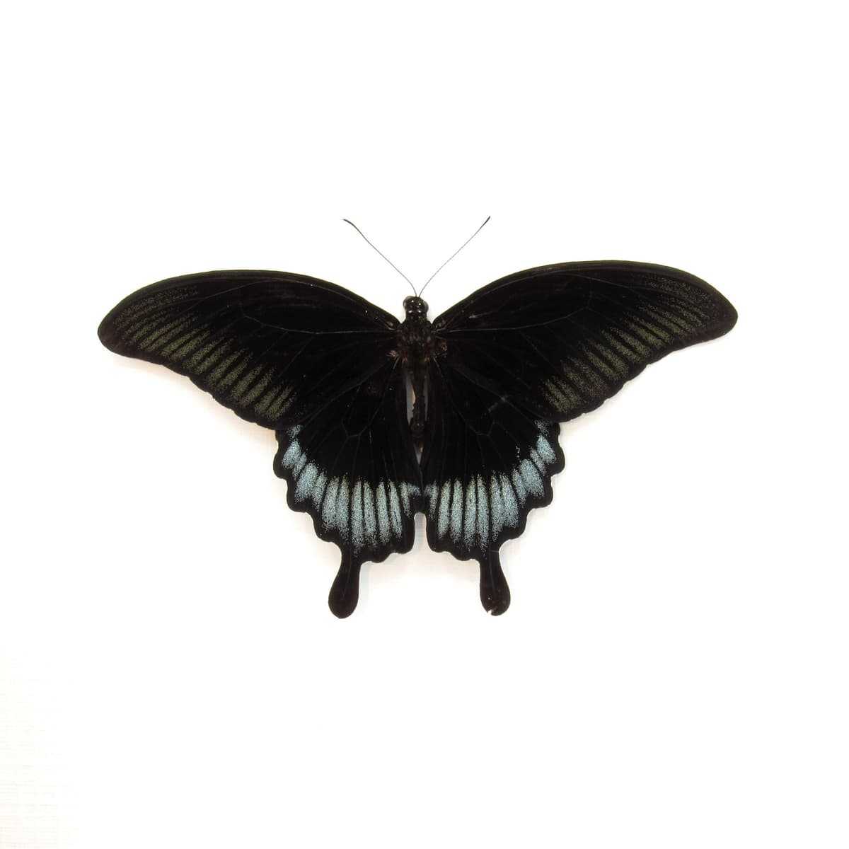 Real giant black swallowtail framed taxidermy - Papilio ascalaphus - Victorian mount