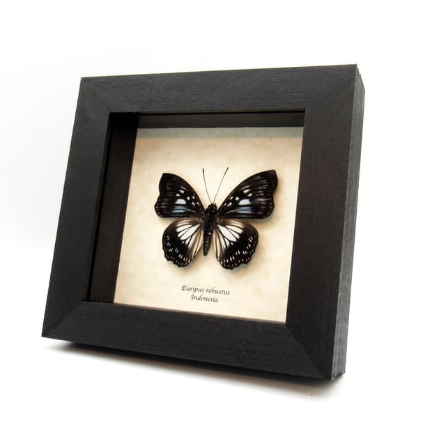 Real framed taxidermy butterfly - Euripus robustus