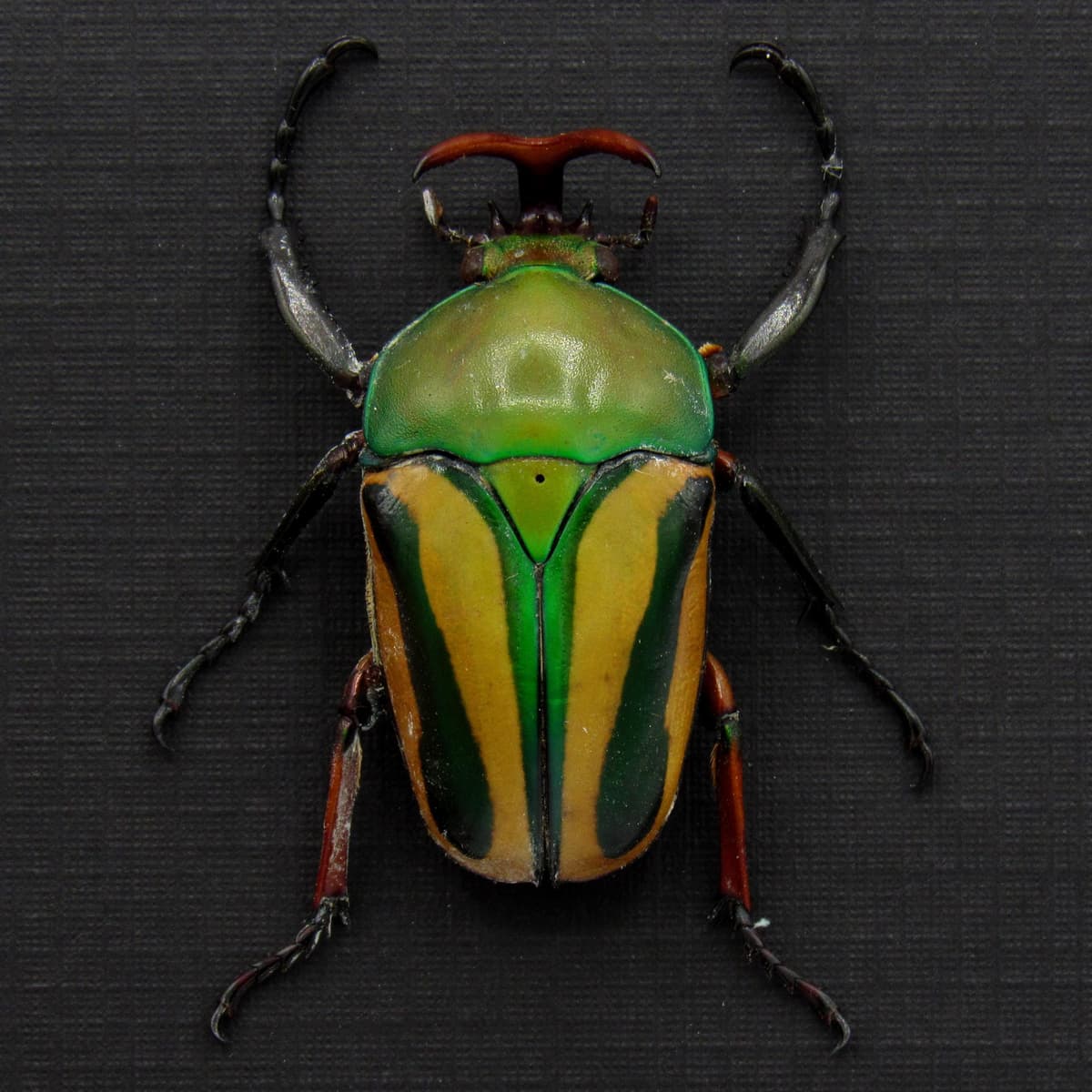 Real yellow Scarab beetle framed specimen - Eudicella gralli