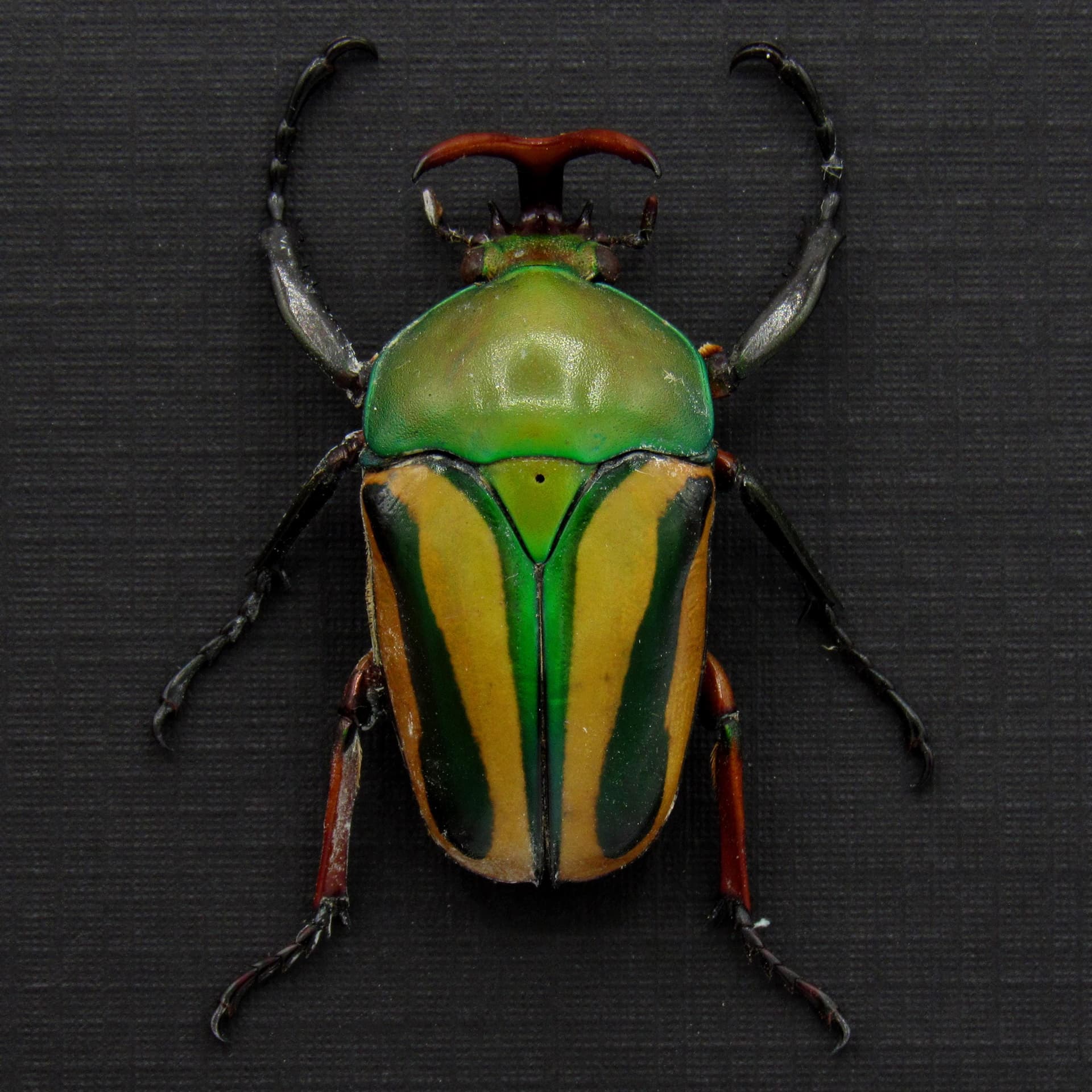 Real yellow Scarab beetle framed specimen - Eudicella gralli