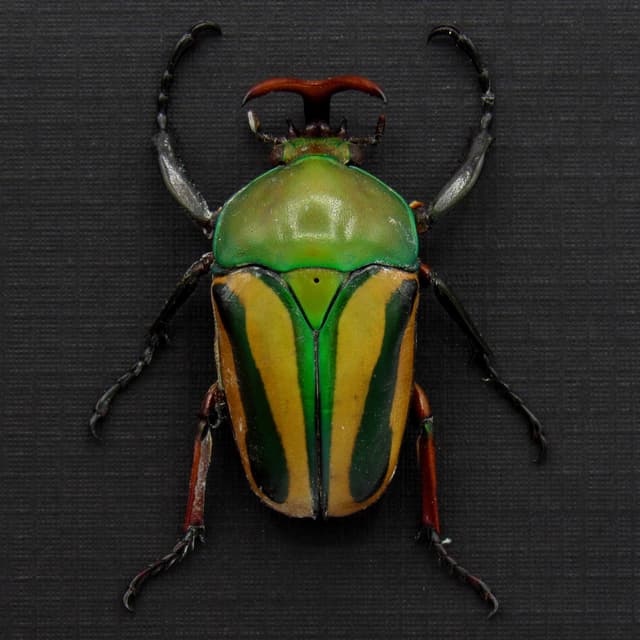 Real yellow Scarab beetle framed specimen - Eudicella gralli