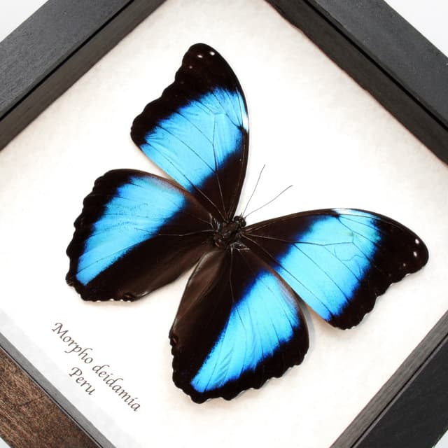 Real blue Morpho butterfly framed taxidermy - Morpho deidamia