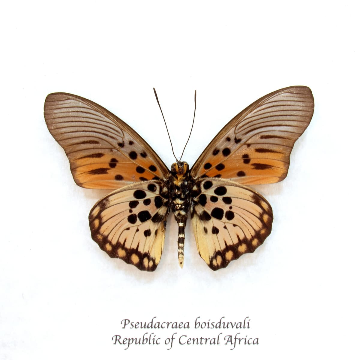 Real pink butterfly framed taxidermy - Pseudacraea boisduvali