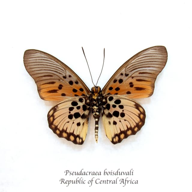 Real pink butterfly framed taxidermy - Pseudacraea boisduvali