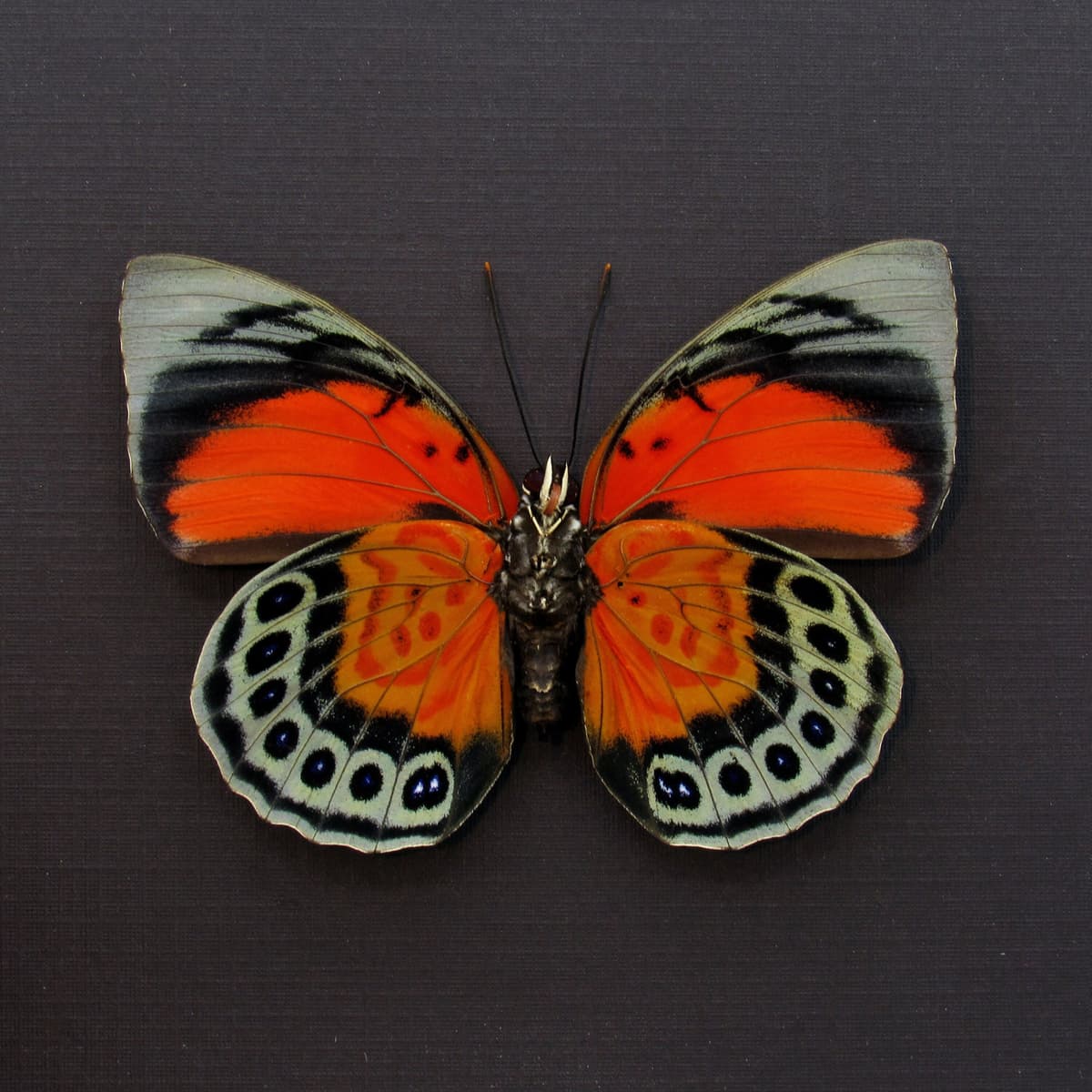 Stunning real hybrid Agrias butterfly framed taxidermy - Agrias claudina sardanapalus x Agrias beata - female
