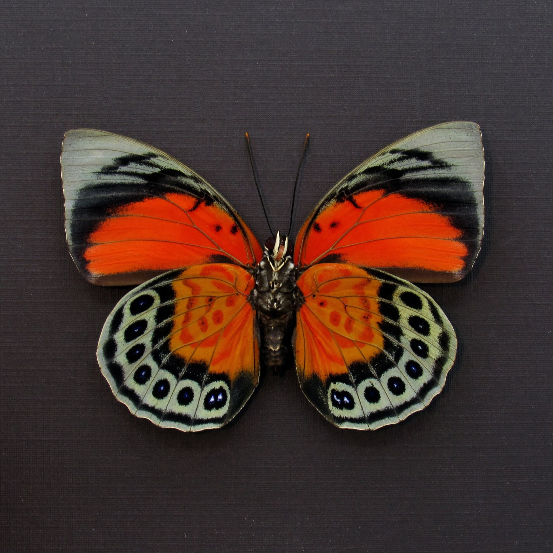 Stunning real hybrid Agrias butterfly framed taxidermy - Agrias claudina sardanapalus x Agrias beata - female