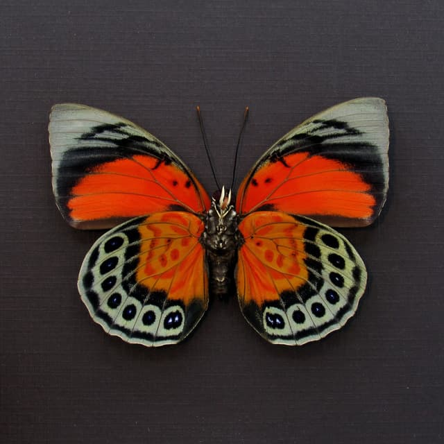 Stunning real hybrid Agrias butterfly framed taxidermy - Agrias claudina sardanapalus x Agrias beata - female