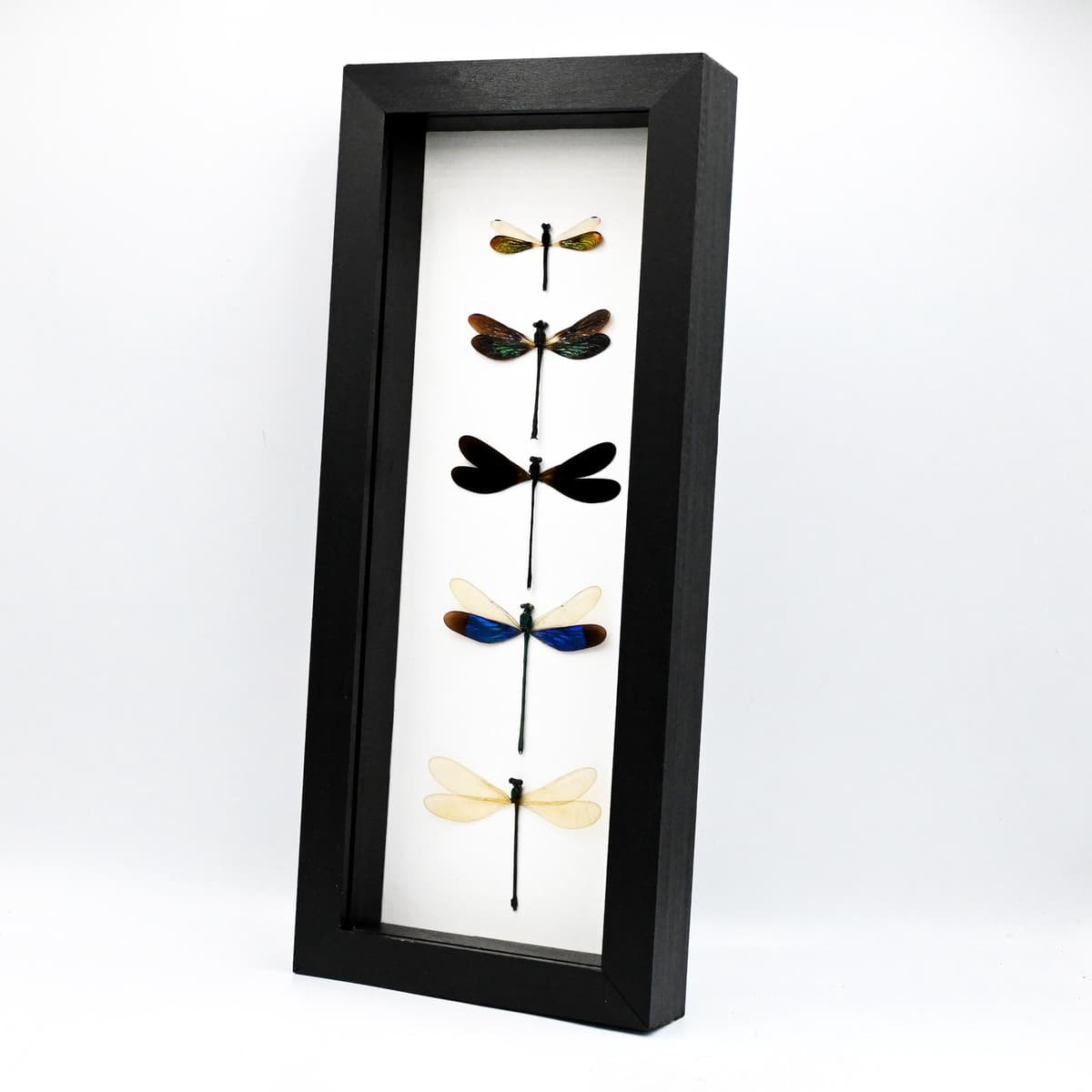 Real Dragonfly collection framed taxidermy