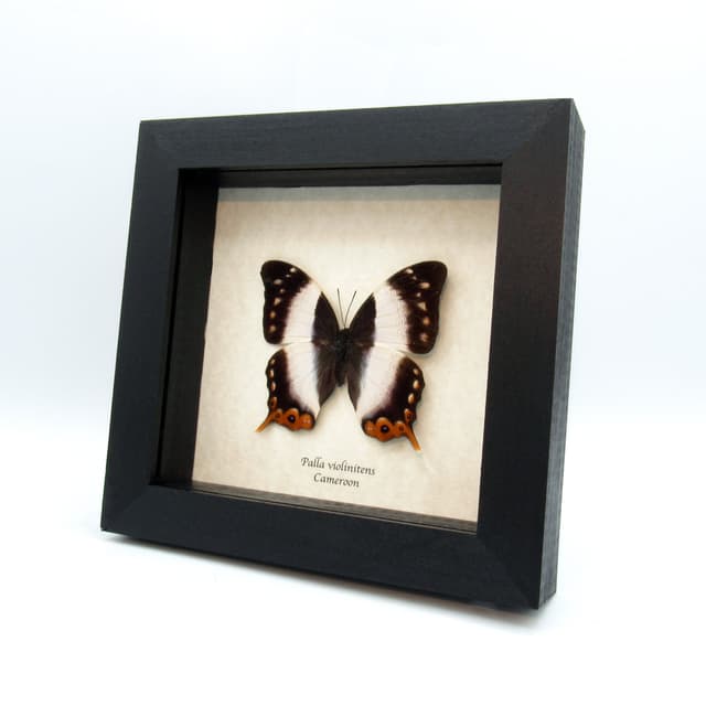 Rare female Violet Banded Palla butterfly framed taxidermy - Palla violinitens