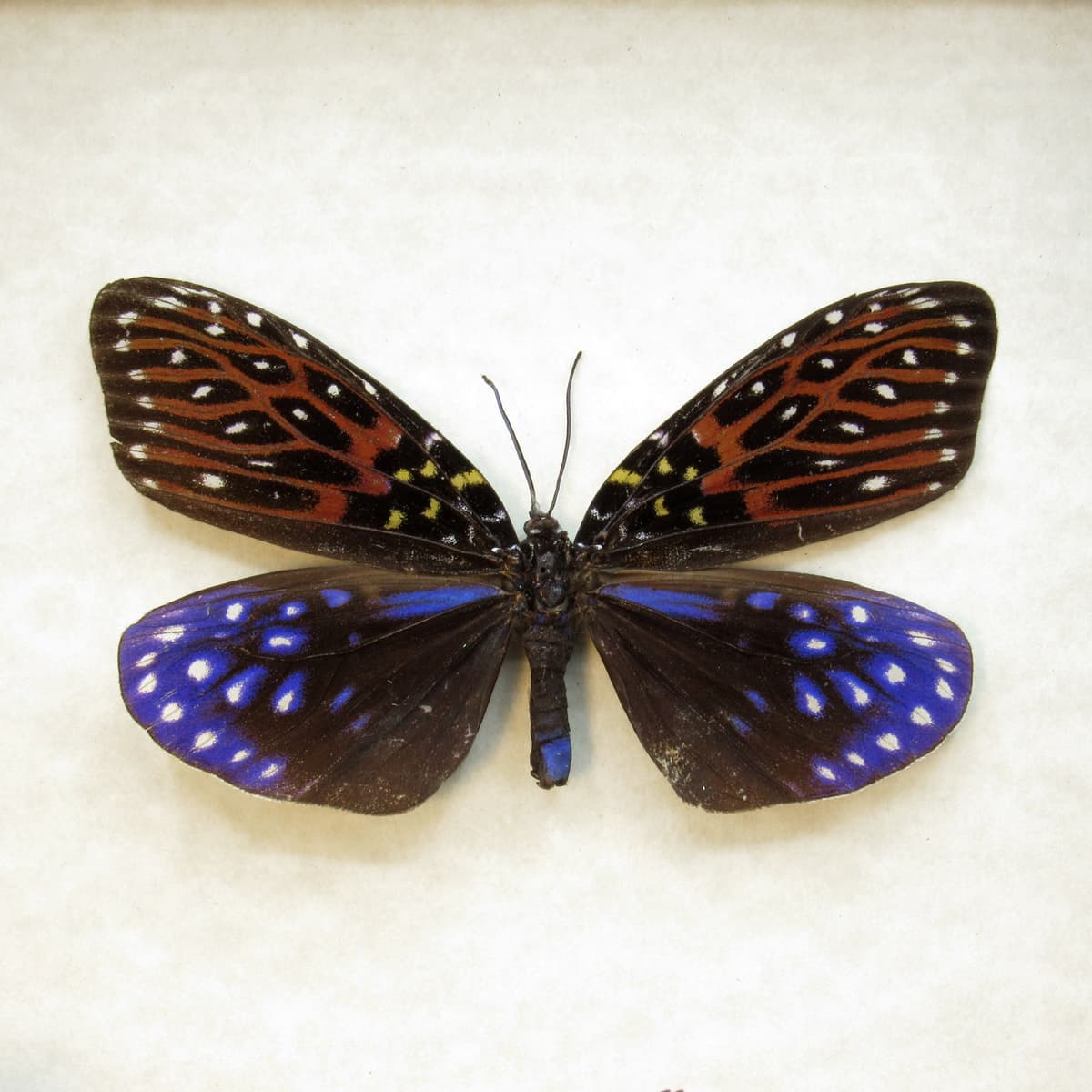 Real Day Flying moth framed taxidermy - Amesia sanguiflua