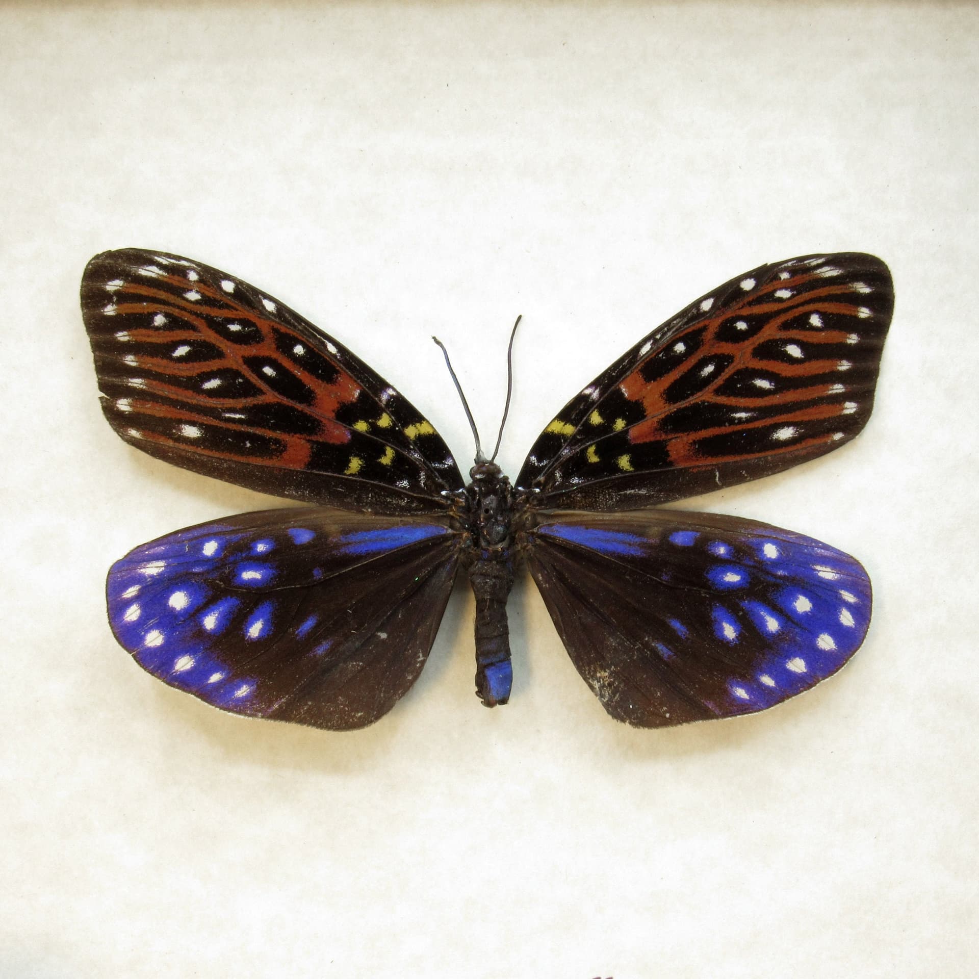 Real Day Flying moth framed taxidermy - Amesia sanguiflua
