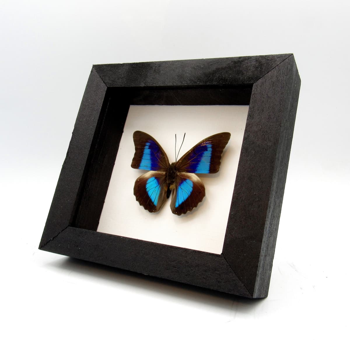 Real purple and blue iridescent framed taxidermy butterfly- Prepona omphale