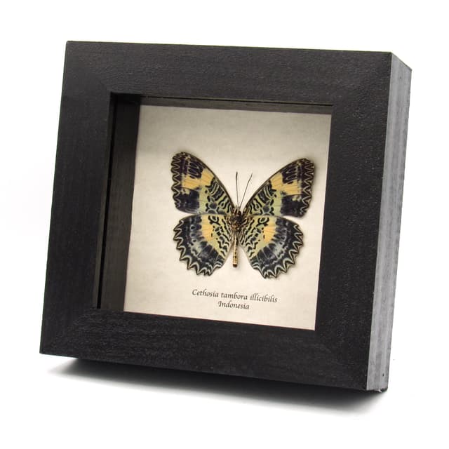 Rare lavender Lacewing butterfly framed specimen - Cethosia tambora illicibilis