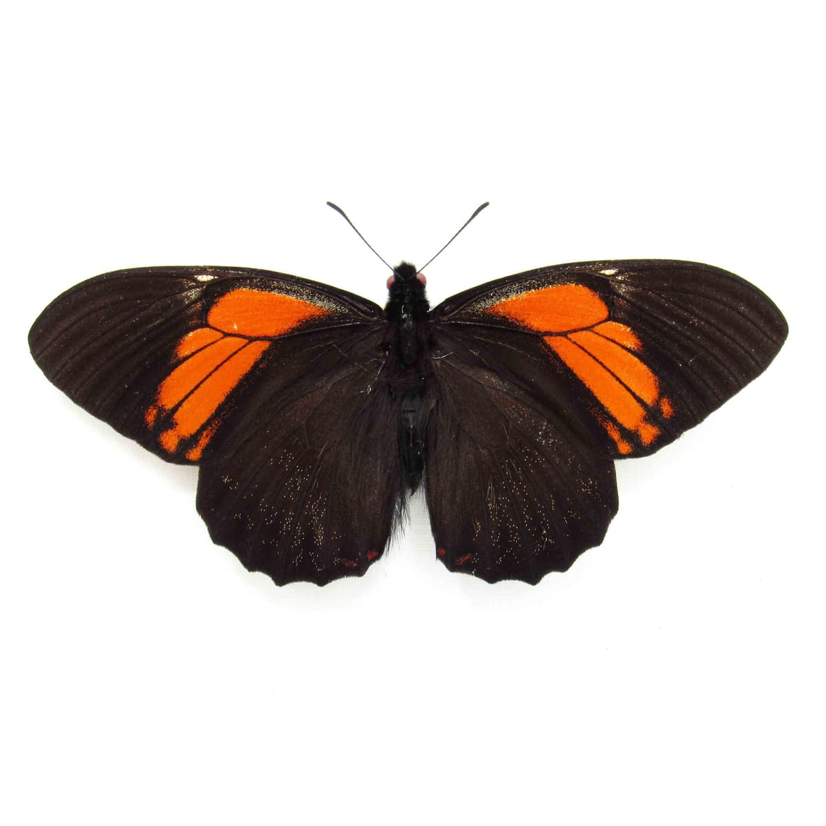 Real orange framed butterfly taxidermy - Papilio euterpinus - Victorian mount