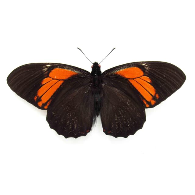 Real orange framed butterfly taxidermy - Papilio euterpinus - Victorian mount