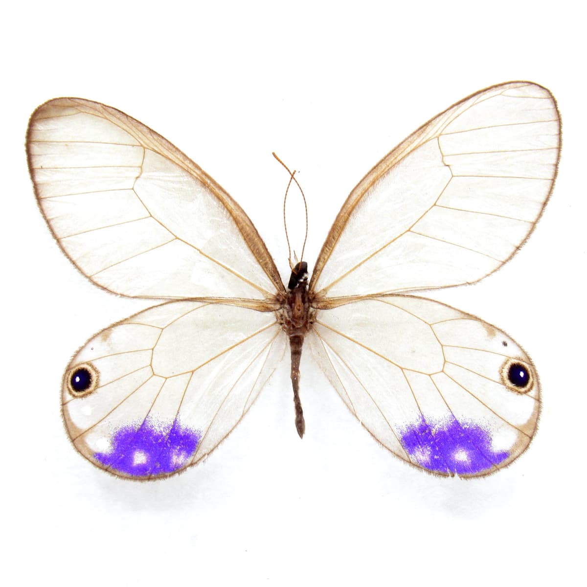 Very rare purple Glasswing butterfly framed taxidermy - Cithaerias andromeda