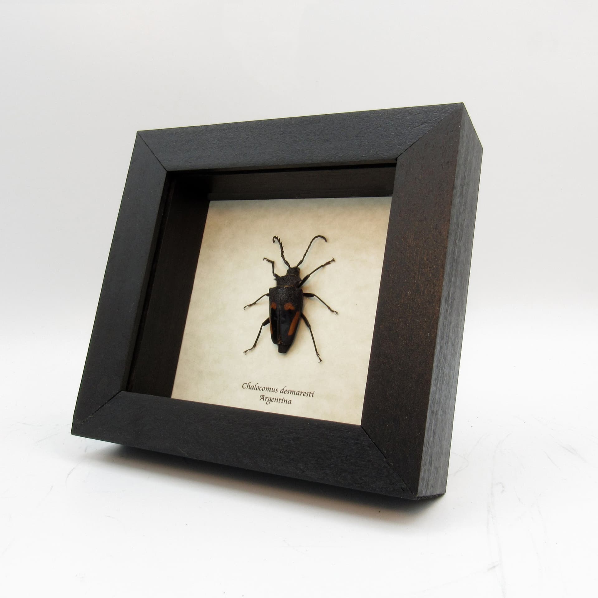 Real Longhorn beetle framed taxidermy - Calocomus desmaresti -female